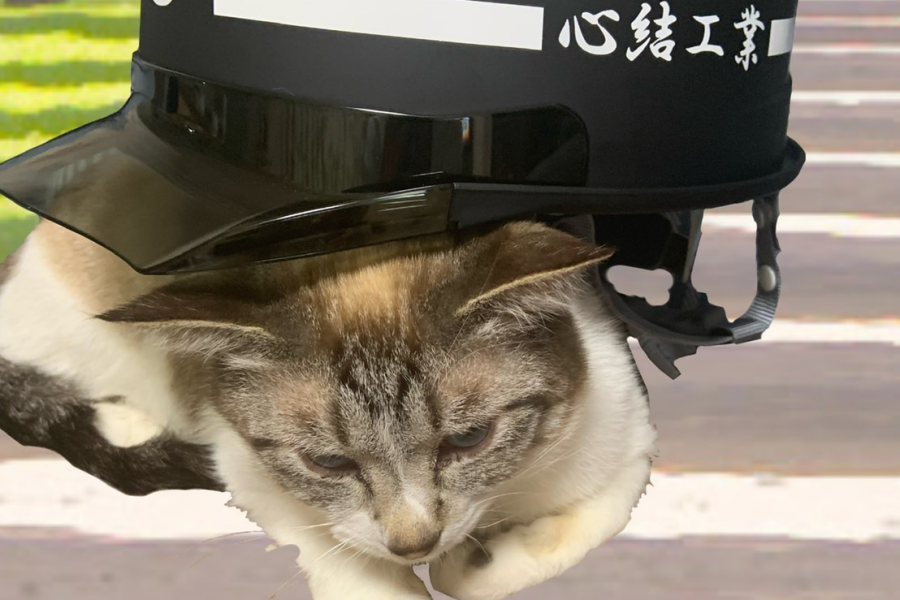 猫とヘルメット